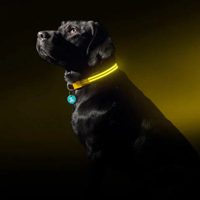 Rechargeable High-Visibility Dog Collar