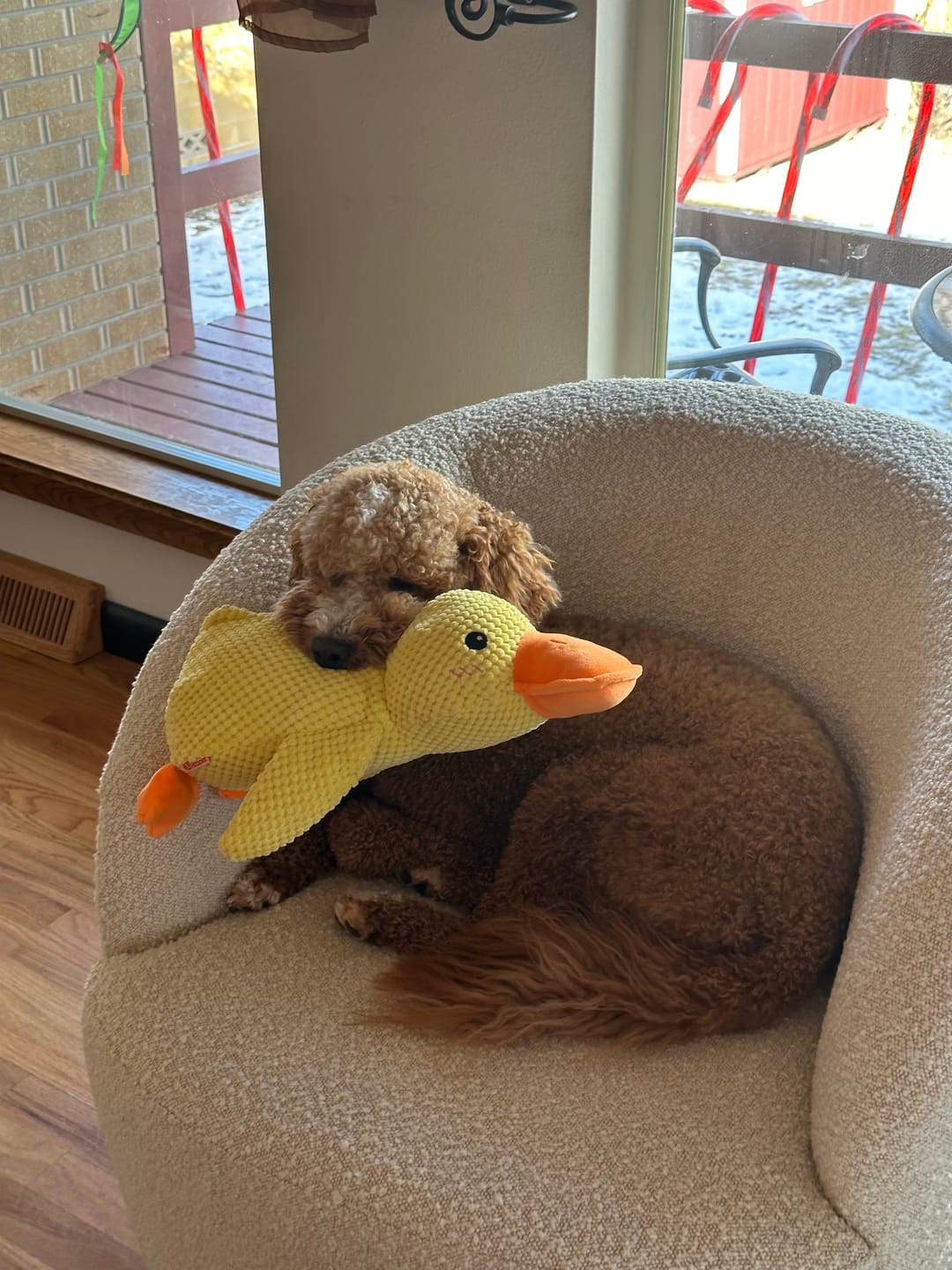 CALMING DUCK – Plush Comfort Toy for Dogs