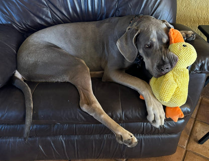 CALMING DUCK – Plush Comfort Toy for Dogs