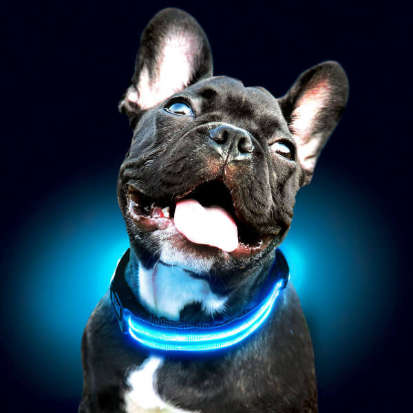 Rechargeable High-Visibility Dog Collar