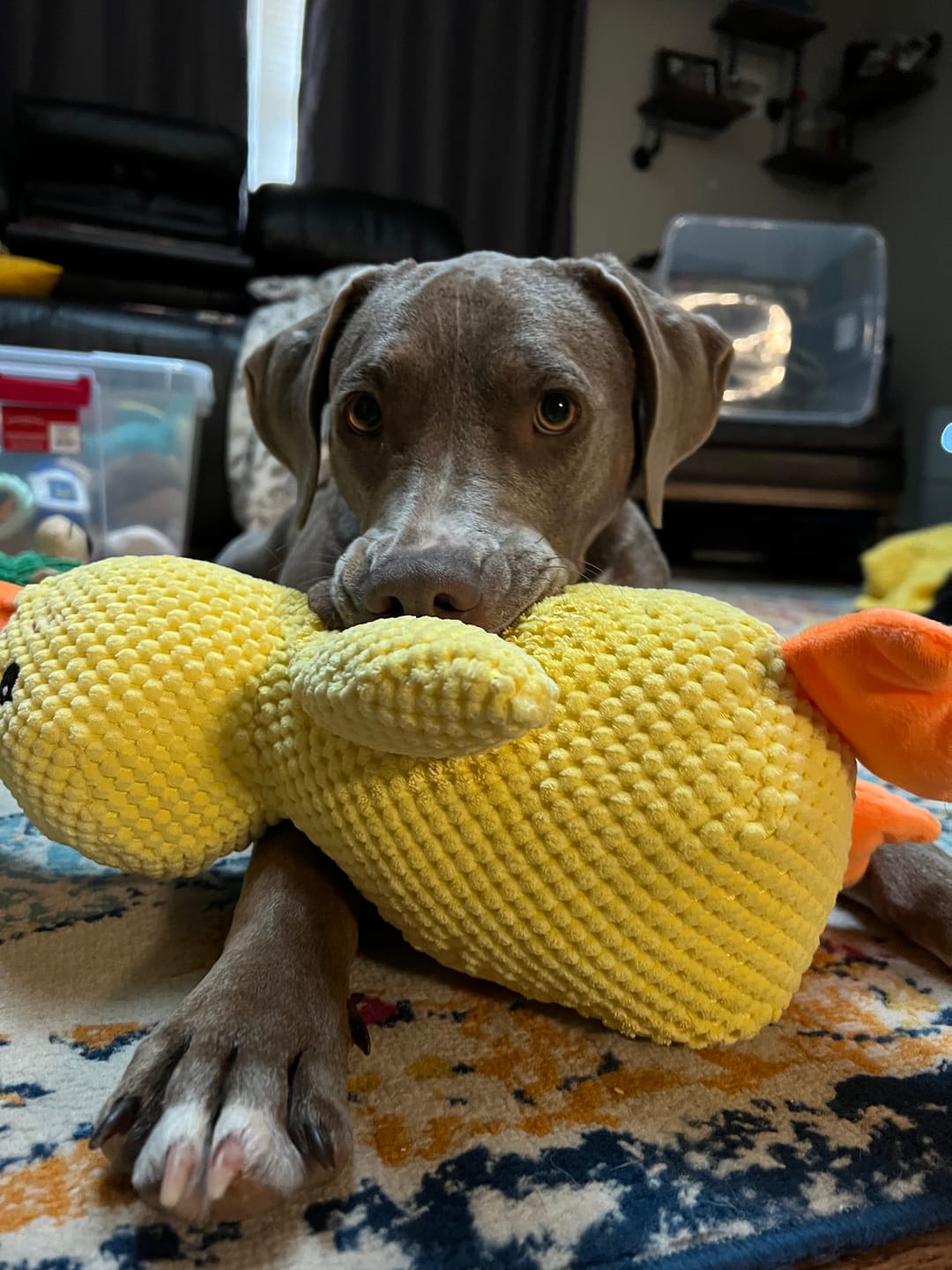 CALMING DUCK – Plush Comfort Toy for Dogs